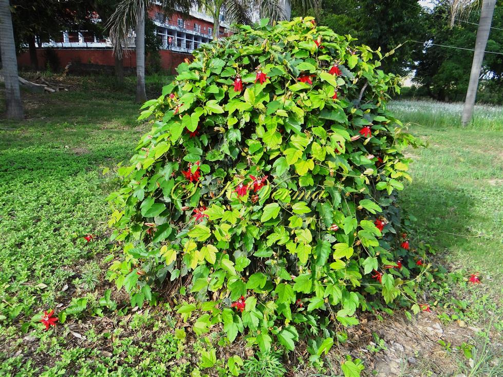  Plant